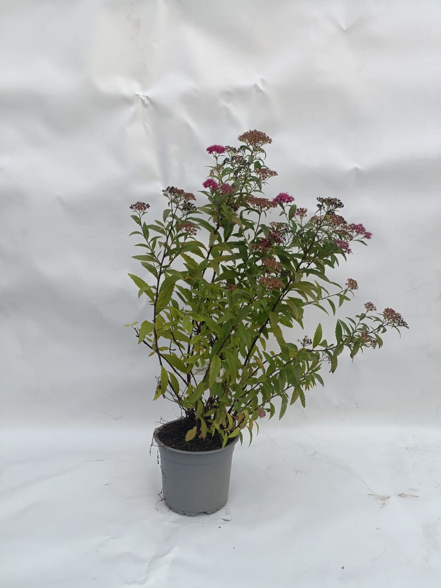 Spiraea japonica Anthony Waterer